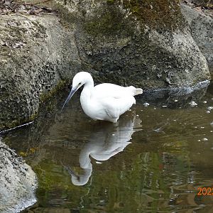 Little Egret (Egretta garzetta garzetta)
