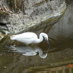 Little Egret (Egretta garzetta garzetta)