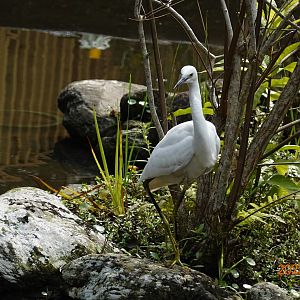 Little Egret (Egretta garzetta garzetta)