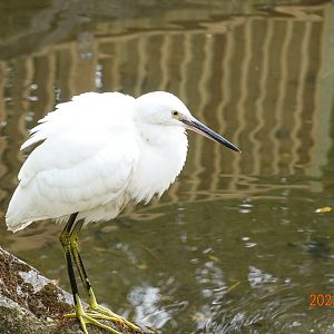 Little Egret (Egretta garzetta garzetta)