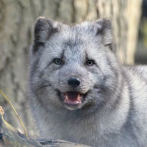 Arctic fox,  Jimmy's farm & wildlife park, UK