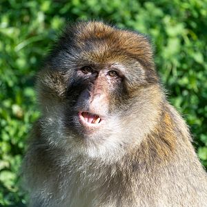 Macaque,  Jimmy's farm & wildlife park, UK