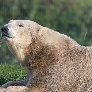 Polar bear,  Jimmy's farm & wildlife park, UK