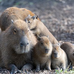 Capybara and youngsters, Jimmy's farm & wildlife park, UK
