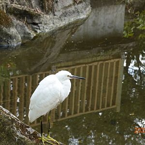 Little Egret (Egretta garzetta garzetta)
