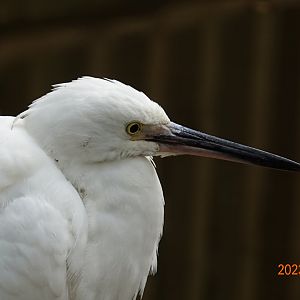 Little Egret (Egretta garzetta garzetta)