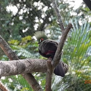 Buffon's Turaco (Tauraco persa buffoni)