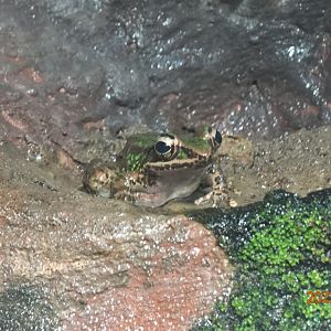 Swinhoe's Frog (Odorrana swinhoana)