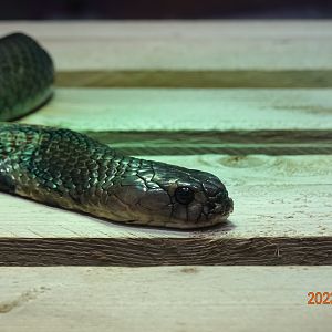 Chinese Cobra (Naja atra)