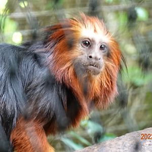 Golden-headed Lion Tamarin (Leontopithecus chrysomelas)