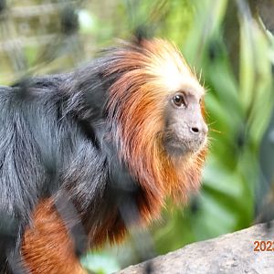 Golden-headed Lion Tamarin (Leontopithecus chrysomelas)