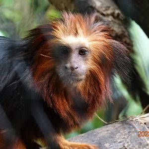 Golden-headed Lion Tamarin (Leontopithecus chrysomelas)