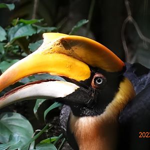 Great Hornbill (Buceros bicornis)