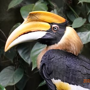 Great Hornbill (Buceros bicornis)