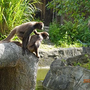 Brown Spider Monkey (Ateles hybridus)