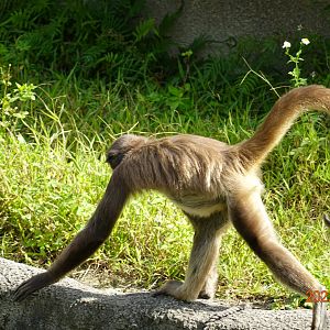 Brown Spider Monkey (Ateles hybridus)