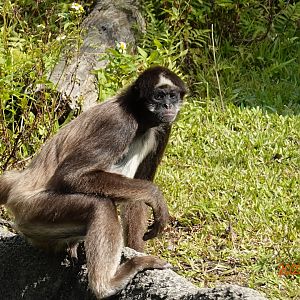 Brown Spider Monkey (Ateles hybridus)