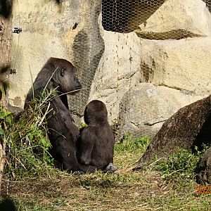 Western Lowland Gorilla (Gorilla gorilla gorilla)