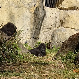 Western Lowland Gorilla (Gorilla gorilla gorilla)
