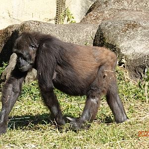 Western Lowland Gorilla (Gorilla gorilla gorilla)