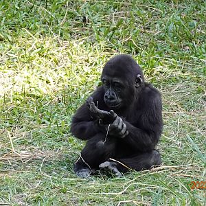 Western Lowland Gorilla (Gorilla gorilla gorilla)