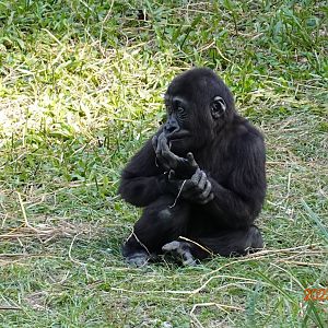 Western Lowland Gorilla (Gorilla gorilla gorilla)