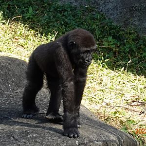 Western Lowland Gorilla (Gorilla gorilla gorilla)