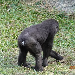 Western Lowland Gorilla (Gorilla gorilla gorilla)