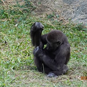 Western Lowland Gorilla (Gorilla gorilla gorilla)