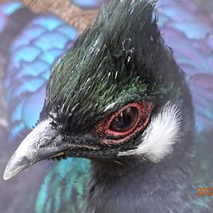 Palawan Peacock-pheasant (Polyplectron napoleonis)