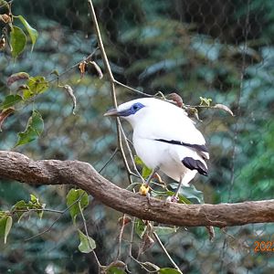 Bali Myna (Leucopsar rothschildi)