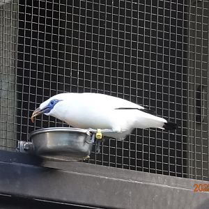 Bali Myna (Leucopsar rothschildi)