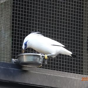 Bali Myna (Leucopsar rothschildi)