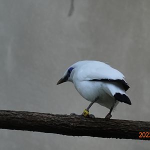 Bali Myna (Leucopsar rothschildi)