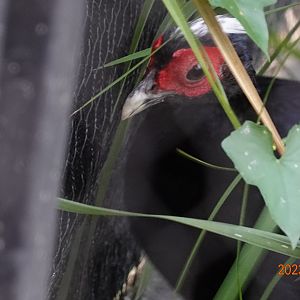 Vietnam Pheasant (Lophura edwardsi)
