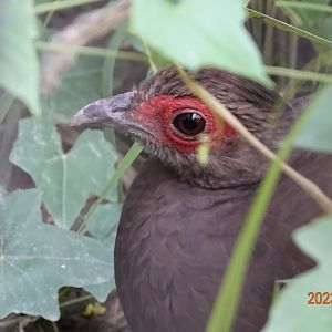 Vietnam Pheasant (Lophura edwardsi)
