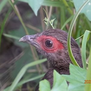 Vietnam Pheasant (Lophura edwardsi)