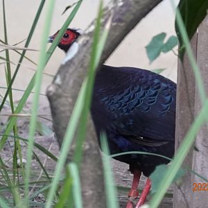 Vietnam Pheasant (Lophura edwardsi)