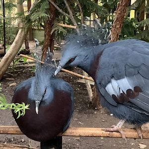 Victoria Crowned Pigeons
