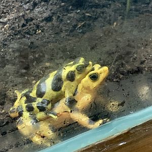 Panamanian Golden Frogs