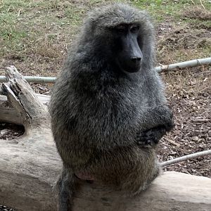 Olive Baboon