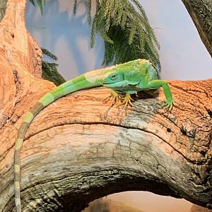 Lau Banded Iguana