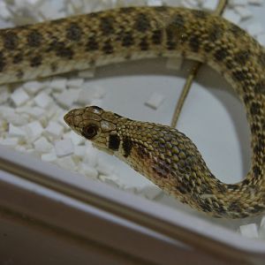 False cobra (Malpolon moilensis)