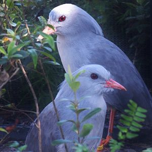 Kagu (Rhynochetos jubatus)