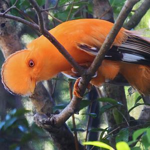 Guianan Cock-of-the-Rock (Rupicola rupicola)