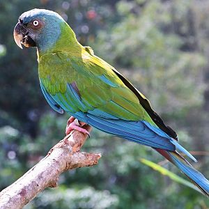 Blue-headed Macaw (Primolius couloni)