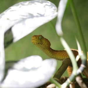 Green Bush Viper (Atheris squamigera)