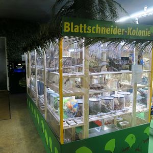 Third Room - leaf cutting Ants