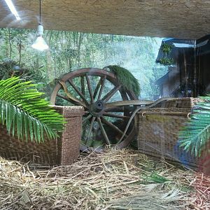 Third Room - King Cobra