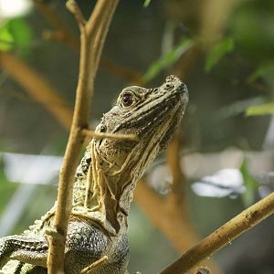 Sulawesi black sailfin lizard (Hydrosaurus celebensis)